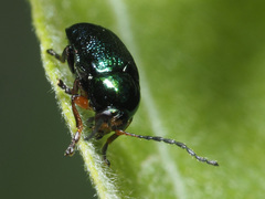 Cryptocephalus nitidulus