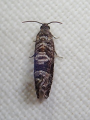 Grapholita packardi