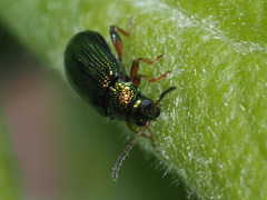 Crepidodera fulvicornis