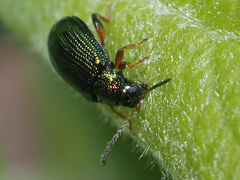 Crepidodera fulvicornis