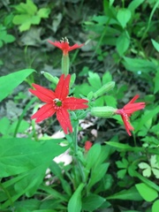 Silene virginica