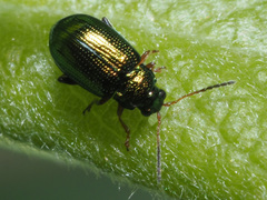Crepidodera fulvicornis