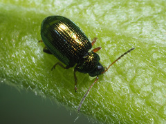 Crepidodera fulvicornis