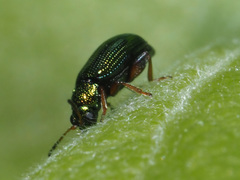 Crepidodera fulvicornis