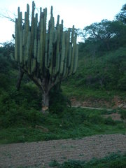 Pachycereus weberi