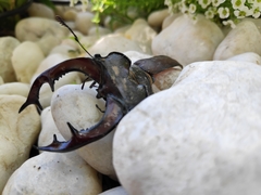 Lucanus cervus turcicus