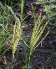 Trichloris pluriflora