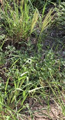 Trichloris pluriflora