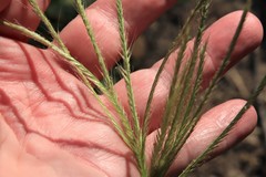 Trichloris pluriflora