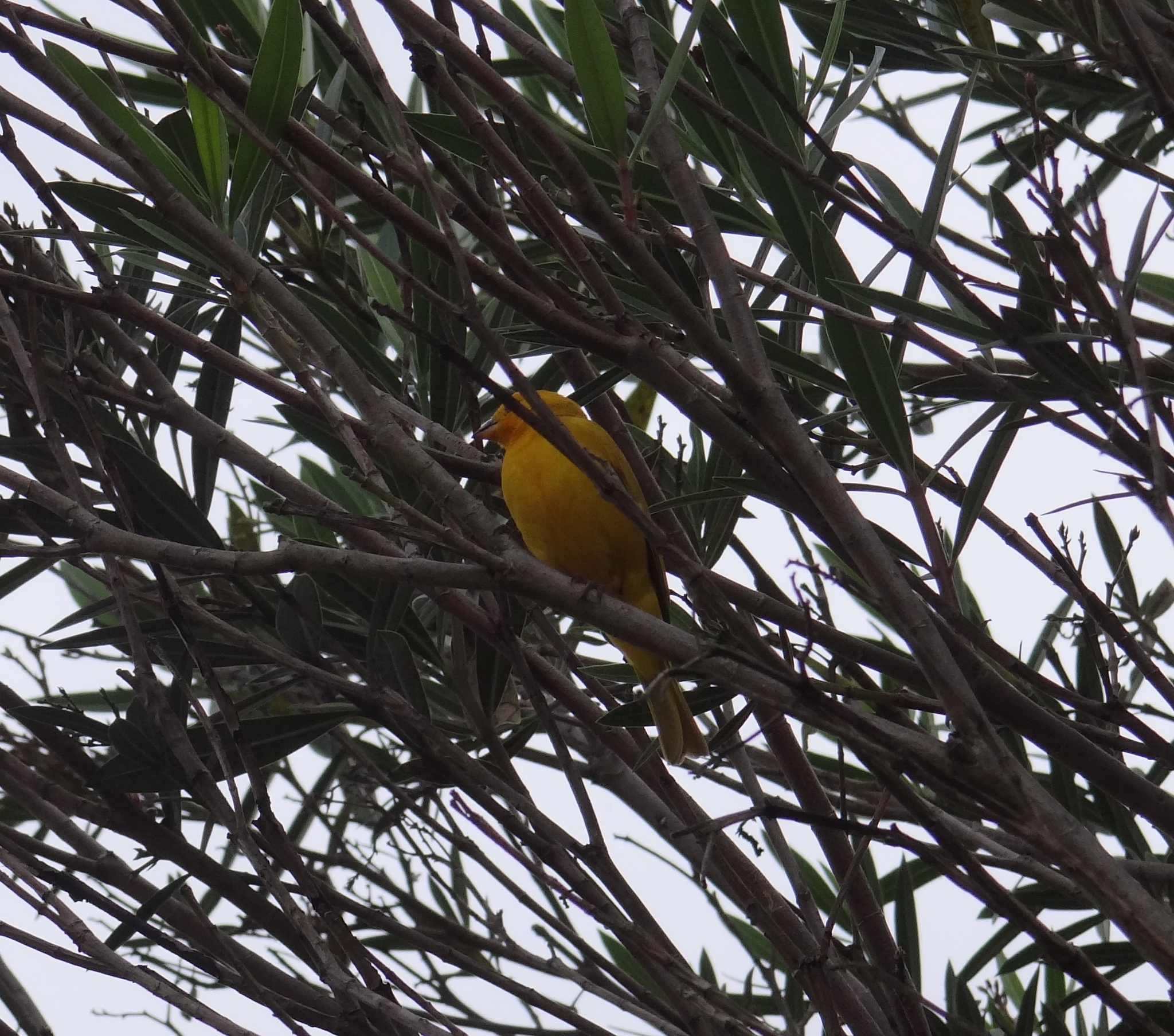 Sicalis flaveola image