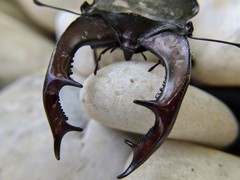 Lucanus cervus turcicus