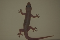 Hemidactylus platyurus