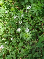 Stellaria nemorum