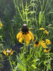 Rudbeckia maxima