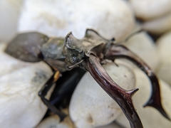 Lucanus cervus turcicus