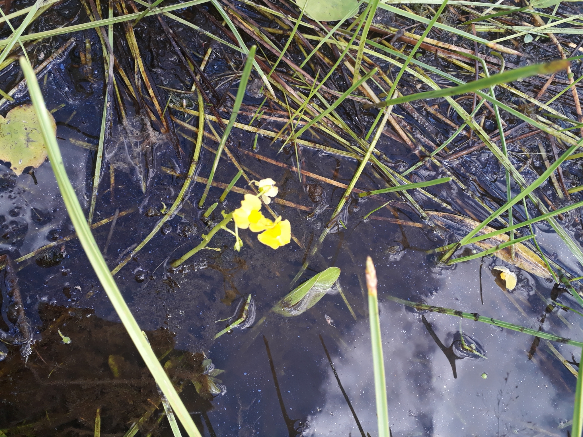 Utricularia foliosa