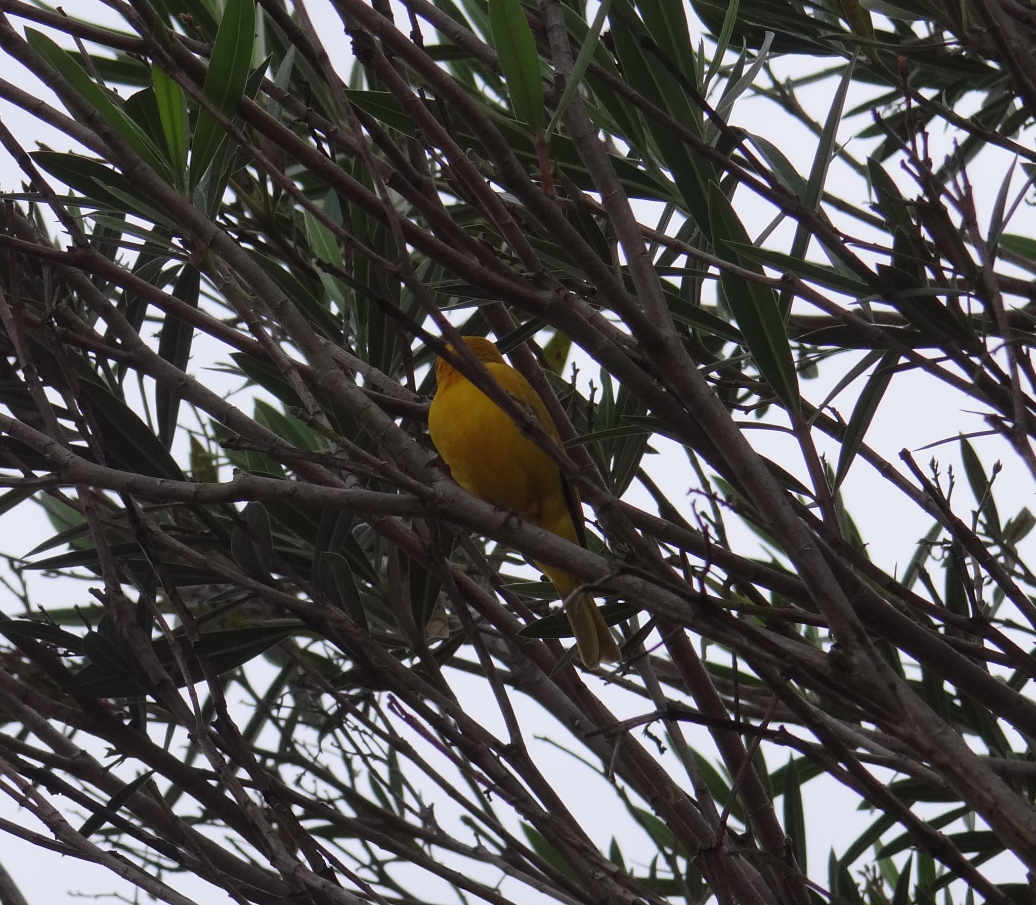 Sicalis flaveola image