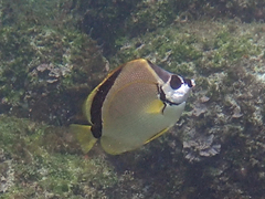 Johnrandallia nigrirostris