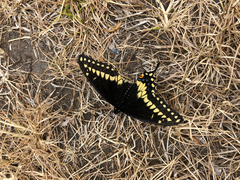 Papilio polyxenes