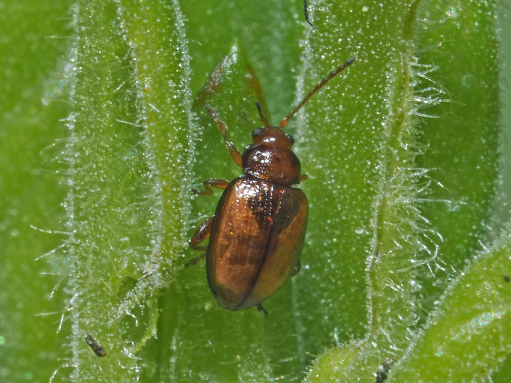 Lythraria salicariae