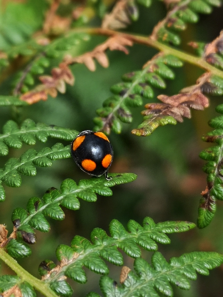 Chnootriba quadriguttata