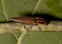 Semiotus acutus