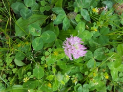 Trifolium pratense