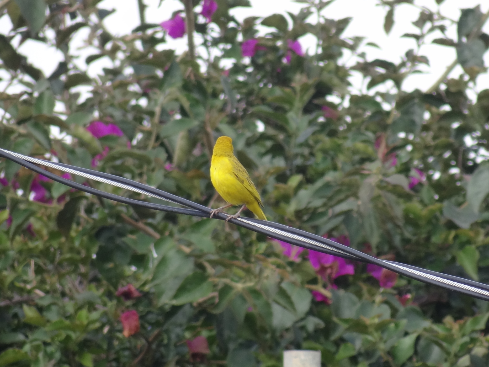 Sicalis flaveola image