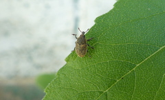 Larinus minutus