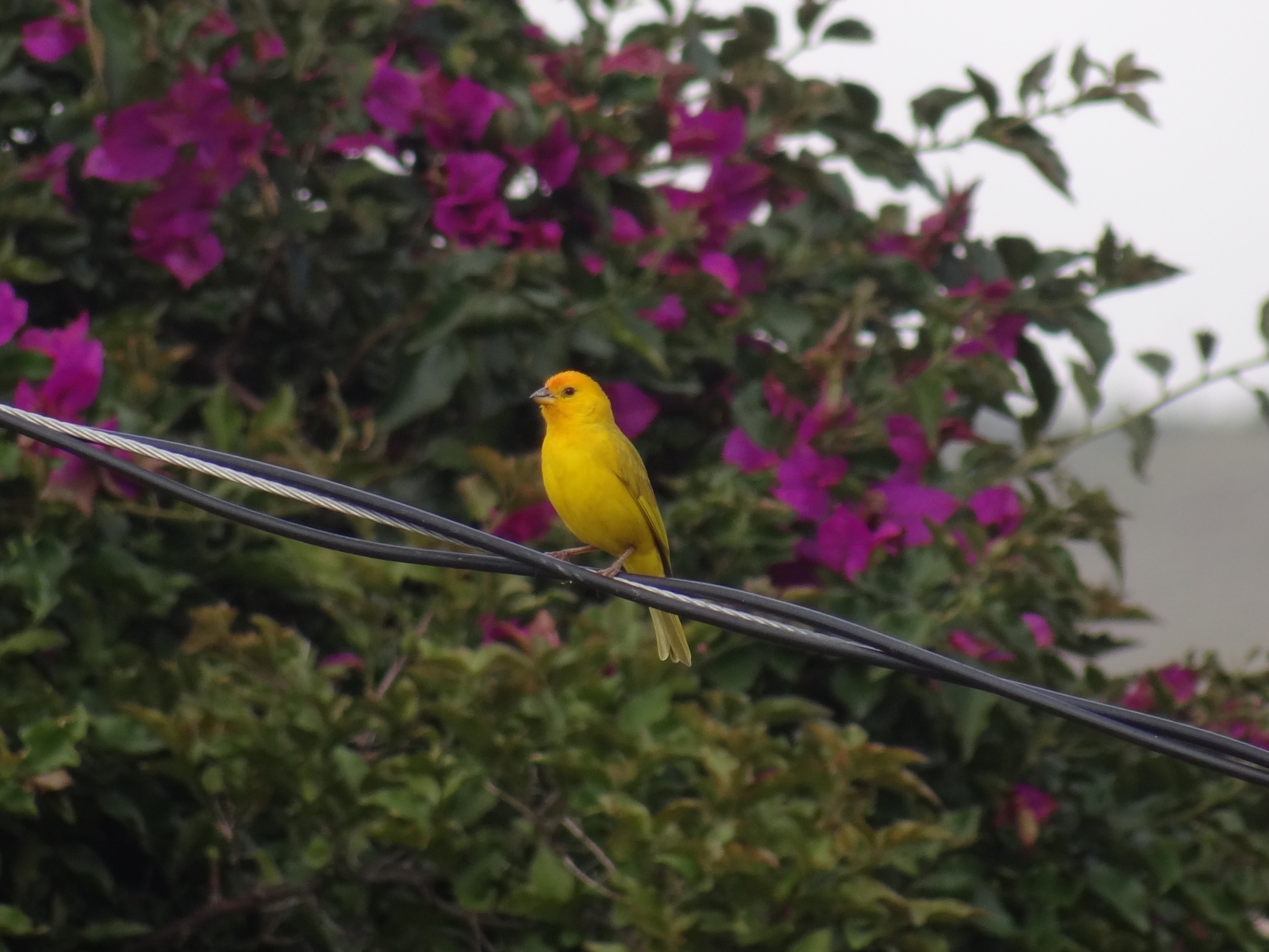 Sicalis flaveola image