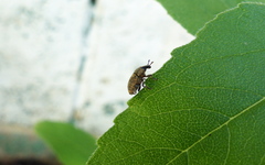 Larinus minutus
