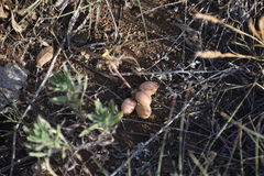 Astragalus plattensis