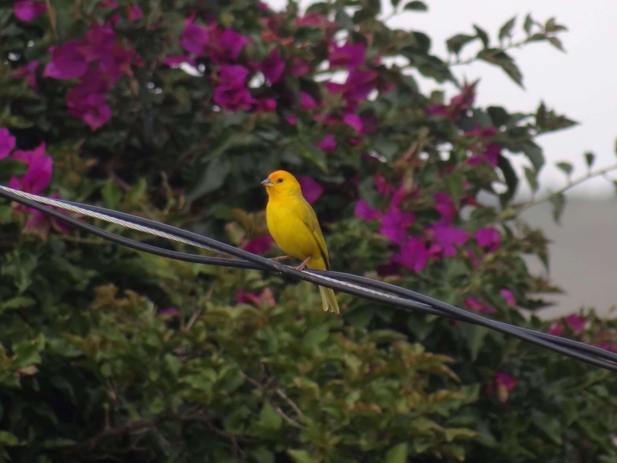 Sicalis flaveola image