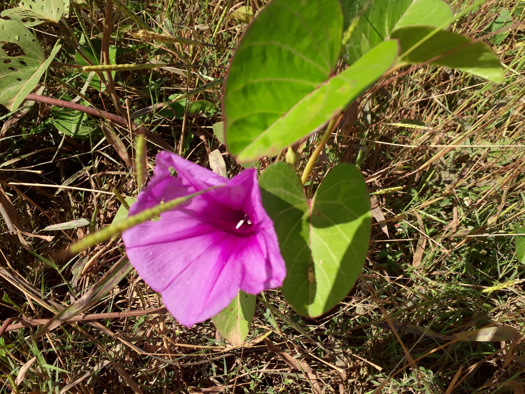 Ipomoea asarifolia