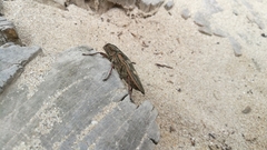 Chalcophora mariana massiliensis