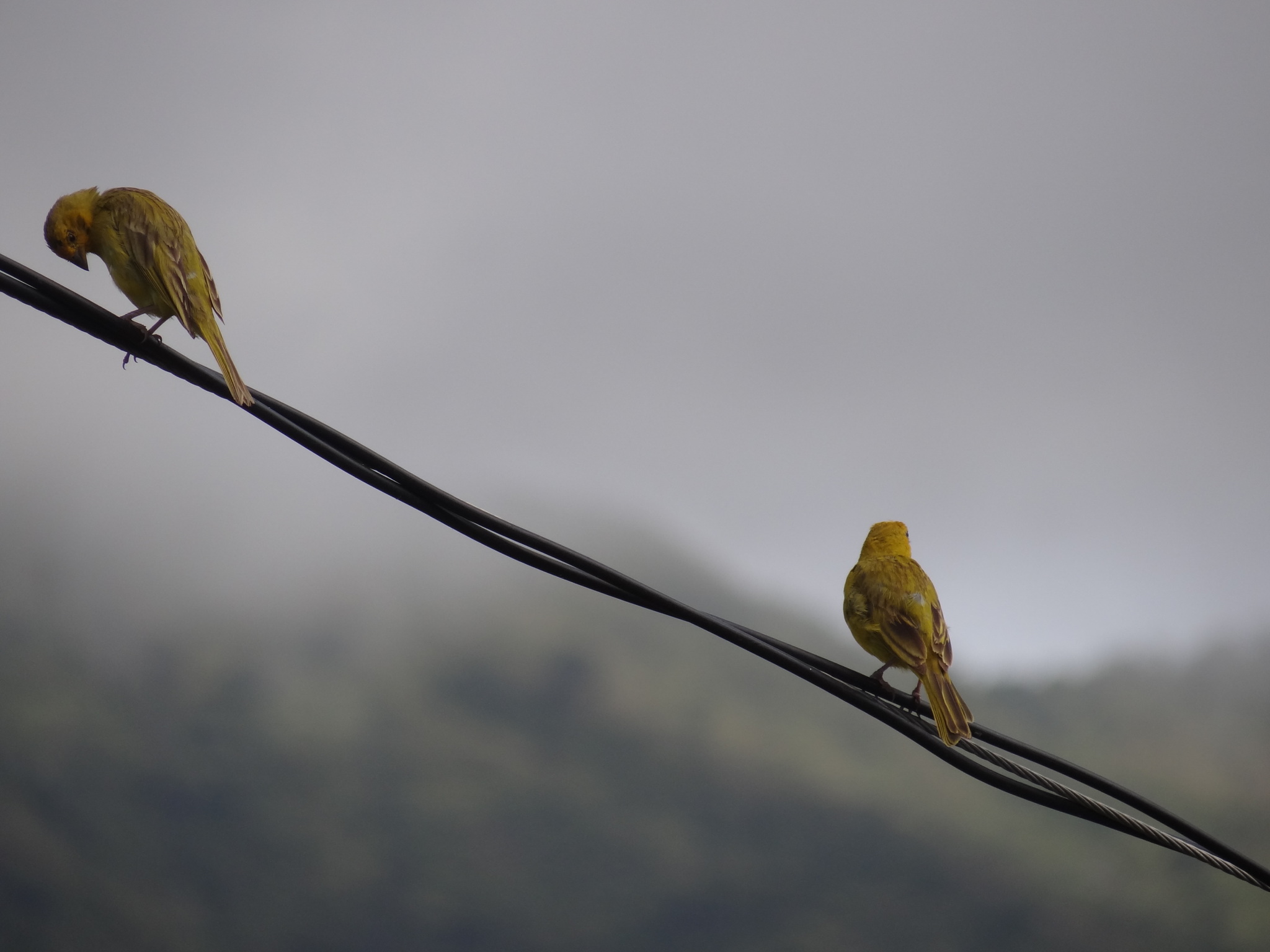 Sicalis flaveola image