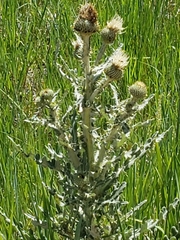 Cirsium canescens