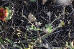 Astragalus plattensis