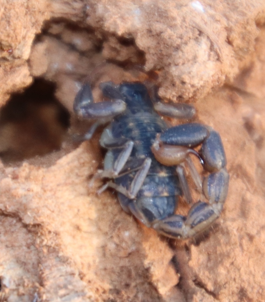 Striped Lesser-Thicktail Scorpion