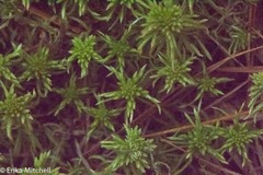Sphagnum recurvum