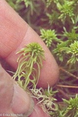 Sphagnum recurvum