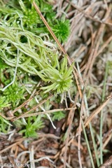 Sphagnum recurvum
