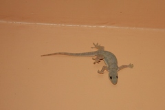 Hemidactylus platyurus