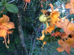 Exobasidium vaccinii