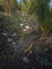 Strumaria tenella tenella