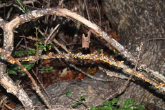 Favolaschia calocera