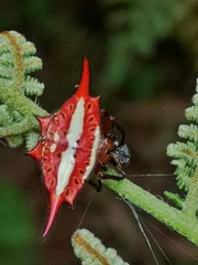 Gasteracantha versicolor