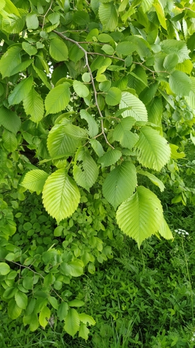 Paprastoji vinkšna nuotrauka