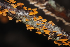 Favolaschia calocera
