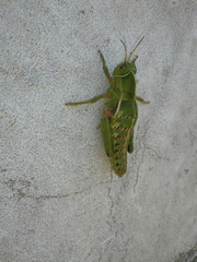 Pamphagus